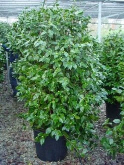 Camelia (Camellia, Rood) -Garden Plants Series Store 20120220112609 60 12 1