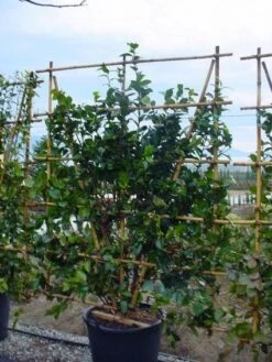 Camelia Als Leivorm (Camellia Japonica) -Garden Plants Series Store 20120220112828 2