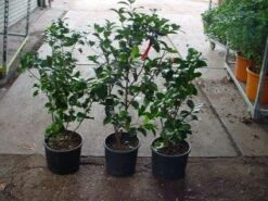 Camelia (Camellia, Rood) -Garden Plants Series Store 20120220112914 60 12 1