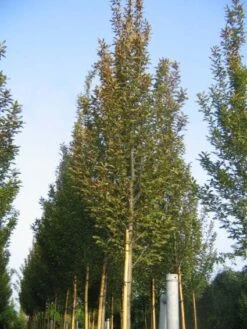 Haagbeuk Als Boom (Carpinus Betulus 'Fastigiata')