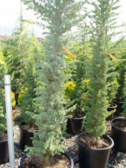 Zuilvormige Ceder (Cedrus Libani 'Fastigiata') -Garden Plants Series Store 20120220143513 11 1