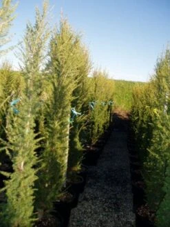 Zuilvormige Ceder (Cedrus Libani 'Fastigiata') -Garden Plants Series Store 20120220143559 10 1