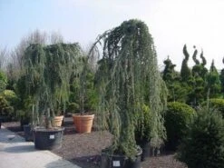 Treurceder Als Boom (Cedrus Libani 'Glauca Pendula') -Garden Plants Series Store 20120220144152 9 1