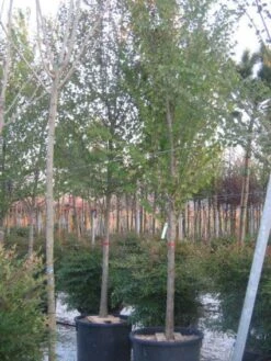 Judasboom (Cercis Siliquastrum) -Garden Plants Series Store 20120220144824 10