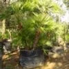Dwergpalm (Chamaerops Humilis 'Vulcano') -Garden Plants Series Store 20120220145239 8