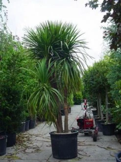 Cordyline (Cordyline Australis) -Garden Plants Series Store 20120220150047 8