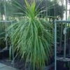 Cordyline (Cordyline Australis) 1 Cordyline (Cordyline Australis) -Garden Plants Series Store 20120220150255 8
