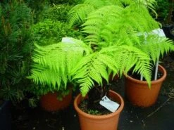 Grote Boomvaren (Dicksonia Antarctica) -Garden Plants Series Store 20120220154826 11 1 1