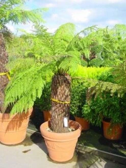 Grote Boomvaren (Dicksonia Antarctica) -Garden Plants Series Store 20120220154903 11 1 1