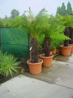 Grote Boomvaren (Dicksonia Antarctica) -Garden Plants Series Store 20120220155006 11 1 1