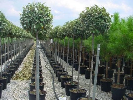 Olijfwilg Als Boom (Elaeagnus Pungens 'Maculata') 6 Olijfwilg Als Boom (Elaeagnus Pungens 'Maculata') - Image 4