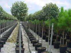 Olijfwilg Als Boom (Elaeagnus Pungens 'Maculata') -Garden Plants Series Store 20120220160404 8