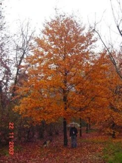 Rode Beukenboom (Fagus Sylvatica 'Atropunicea' ) -Garden Plants Series Store 20120220161602 18