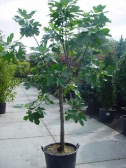 Vijg Op Stam (Ficus Carica) -Garden Plants Series Store 20120220162301 8
