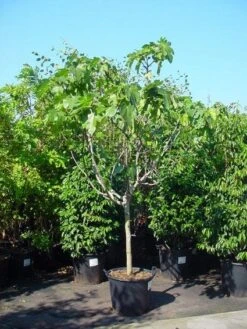 Vijg Op Stam (Ficus Carica) -Garden Plants Series Store 20120220162356 8