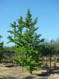 Japanse Notenboom (Ginkgo Biloba) -Garden Plants Series Store 20120220162600 10