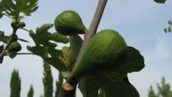 Vijg Op Stam (Ficus Carica) -Garden Plants Series Store 20120221133840 8