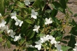 Sneeuwbal (Viburnum Plicatum 'Watanabe') -Garden Plants Series Store 20120221135107 8 1