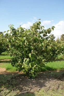 Japanse Sneeuwbal (Viburnum Plicatum 'Tomentosum') -Garden Plants Series Store 20120221140619 6 1