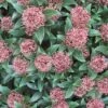 Skimmia (Skimmia Japonica 'Rubella') -Garden Plants Series Store 20120221150712 8