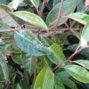 Olijfwilg Als Boom (Elaeagnus Pungens 'Maculata') -Garden Plants Series Store 20120225092847 8