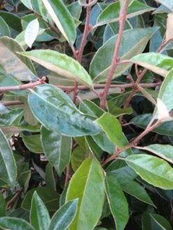 Olijfwilg Als Leiboom (Elaeagnus Ebbingei) -Garden Plants Series Store 20120225092954 2