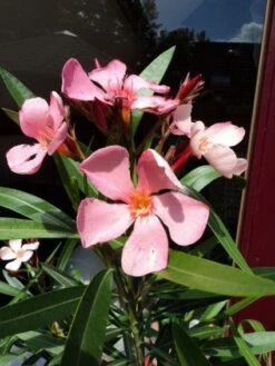 Oleander Als Leivorm (Nerium Oleander) -Garden Plants Series Store 20120225093200 1