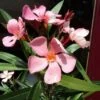 Oleander Als Boom (Nerium Oleander) -Garden Plants Series Store 20120225093326 5