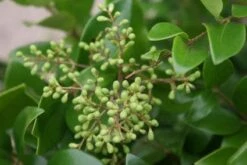 Liguster Op Stam (Ligustrum Japonicum 'Texanum') -Garden Plants Series Store 20120225094531 2 1