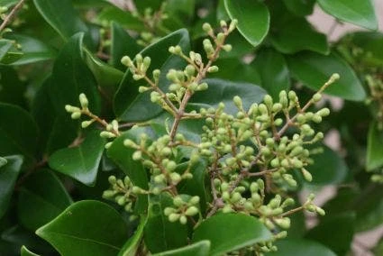 Liguster Op Stam (Ligustrum Japonicum 'Texanum') 4 Liguster Op Stam (Ligustrum Japonicum 'Texanum') - Image 2