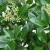 Liguster Op Stam (Ligustrum Japonicum 'Texanum') -Garden Plants Series Store 20120225094625 2