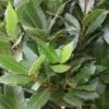 Echte Laurier Als Piramide (Laurus Nobilis) -Garden Plants Series Store 20120225095147 7