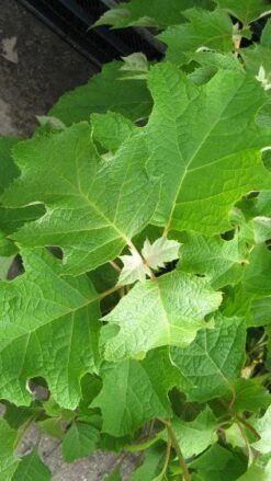 Eikenbladhortensia (Hydrangea Quercifolia) -Garden Plants Series Store 20120225121709 6