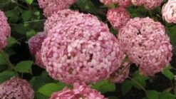 Hortensia (Hydrangea 'Pink Annabelle') -Garden Plants Series Store 20120225121833 1