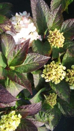 Hortensia (Hydrangea 'Preziosa') -Garden Plants Series Store 20120225171730 2