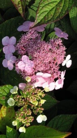 Hortensia (Hydrangea Macrophylla 'Mariesii Perfecta') -Garden Plants Series Store 20120225172242 2 1