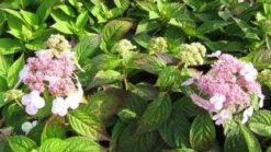 Hortensia (Hydrangea Macrophylla 'Mariesii Perfecta') -Garden Plants Series Store 20120225172323 2 1