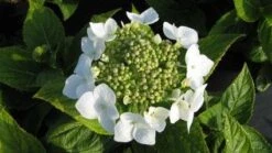 Hortensia (Hydrangea Macrophylla 'Lanarth White') -Garden Plants Series Store 20120225172724 4 1
