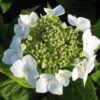 Hortensia (Hydrangea Macrophylla 'Teller White') -Garden Plants Series Store 20120225173140 4 1