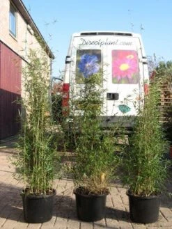 Niet Woekerende Bamboe (Fargesia 'Jiuzhaigou') 24 Niet Woekerende Bamboe (Fargesia 'Jiuzhaigou') -Garden Plants Series Store 20120226104653 4