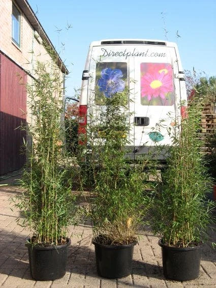 Niet Woekerende Bamboe (Fargesia 'Jiuzhaigou') 8 Niet Woekerende Bamboe (Fargesia 'Jiuzhaigou') - Image 6