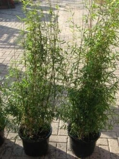 Niet Woekerende Bamboe (Fargesia 'Jiuzhaigou') 30 Niet Woekerende Bamboe (Fargesia 'Jiuzhaigou') -Garden Plants Series Store 20120226104717 4