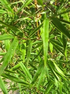 Niet Woekerende Bamboe (Fargesia 'Jiuzhaigou') 22 Niet Woekerende Bamboe (Fargesia 'Jiuzhaigou') -Garden Plants Series Store 20120226104740 4