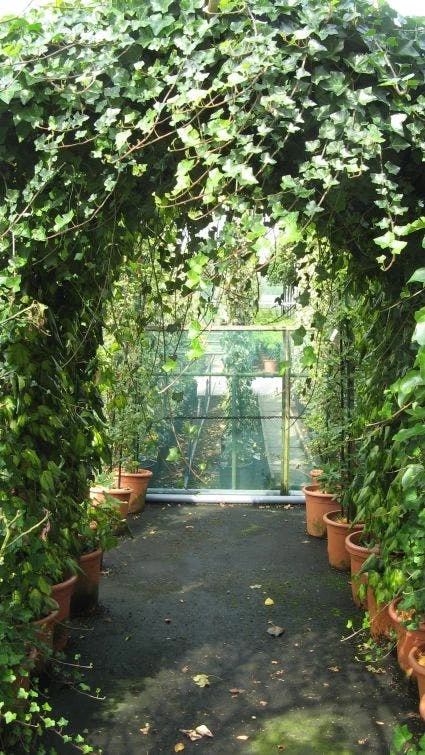 Klimop In Boogvorm (Hedera Hibernica) 4 Klimop In Boogvorm (Hedera Hibernica) - Image 2