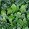 Klimop Als Prieel (Hedera Hibernica) -Garden Plants Series Store 20120226105214 1