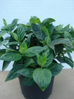 Hortensia (Hydrangea Macrophylla 'Lanarth White') -Garden Plants Series Store 20120305134546 4 1