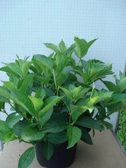 Hortensia (Hydrangea Macrophylla 'Soeur Therese') 4 Hortensia (Hydrangea Macrophylla 'Soeur Therese') - Image 2