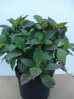 Hortensia (Hydrangea 'Preziosa') -Garden Plants Series Store 20120305135330 2