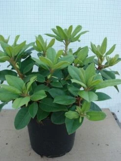 Rhododendron (Rhododendron Catawbiense 'Boursault') -Garden Plants Series Store 20120305135536 2 2
