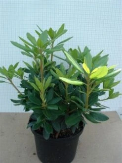 Rhododendron (Rhododendron Catawbiense 'Grandiflorum') -Garden Plants Series Store 20120305135657 13